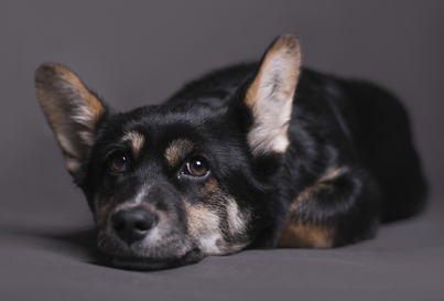 A closeup shot of dog lying down and looking quietly on the camera