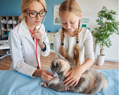 Doctor checking the pulse of the cat 