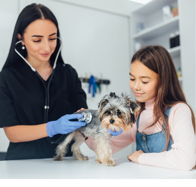 Young vet doctor examines a small cute dog breed Yorkshire Terrier with the help of an otoscope in a veterinary clinic. The owner helps keep the dog's head. Happy dog on medical examination.