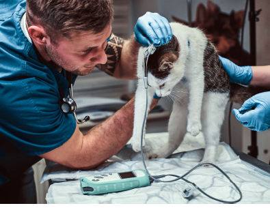 Cat on a medical examination at a veterinary clinic, measuring the blood pressure