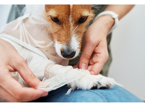 Owner bandages the dog's paw. Pet care. Jack Russell terrier with catheter. Rehabilitation of animal after surgery