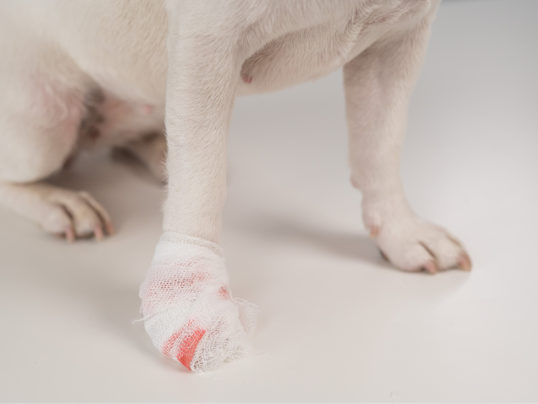 Close-up of a bandaged dog's paw on a white background