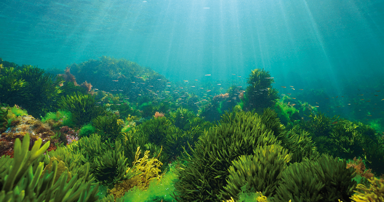 Algae on the ocean floor with natural sunlight, underwater seascape in the Atlantic ocean, Spain, Galicia