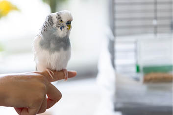 Blue and white budgerigar. Pets concept and domestic birds. High quality photo