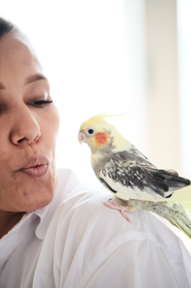 Portrait of Funny Yellow gray cockatiel parrot and his owner woman at home