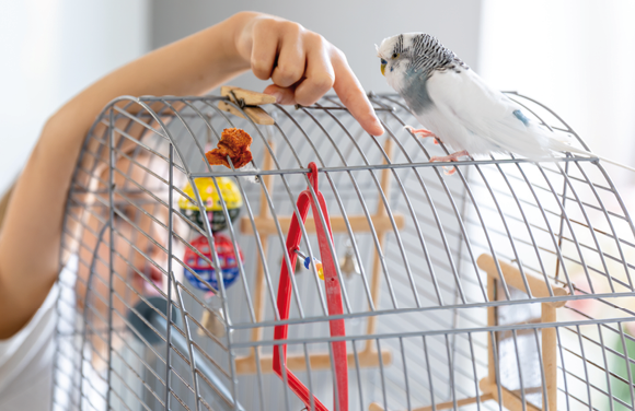Blue and white budgie in a cage. Pets concept. High quality photo