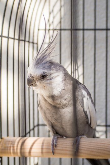 A closeup shot of a corella in a cage