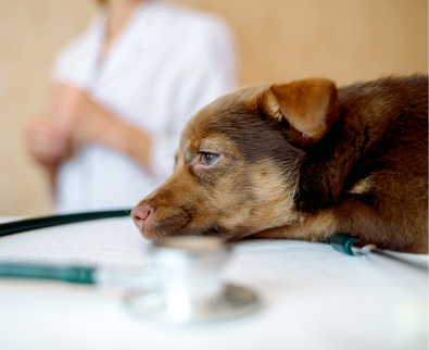 Inspection of a puppy by a veterinarian. Examination in veterinary surgery by a doctor. Sad and sick animal at the vet. The doctor listens to the dog with a stethoscope.