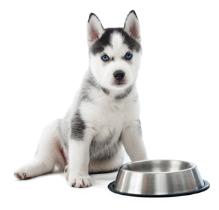 Portrait of funny carried and cute puppy of siberian husky dog standing against silver plate with water or food. Little funny dog with blue eyes, gray and black fur, looking at camera. Studio isolate.