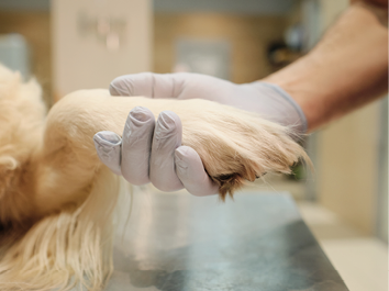 Close-up of the vet in protective gloves holding dog's paw and taking care of animals