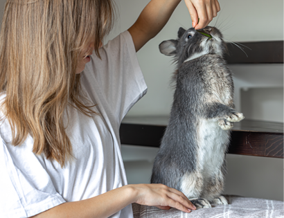 The girl holds a rabbit in her arms. Rabbit eats from hands. High quality photo. A domestic rabbit eats from the hand. A girl plays with a rabbit