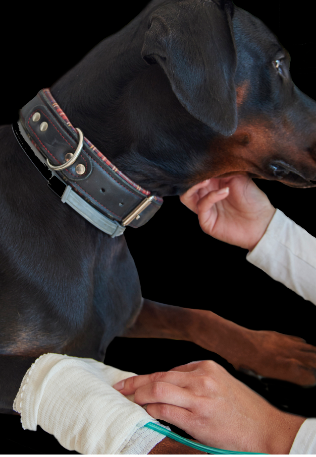 Dog with broken leg at the vet 
