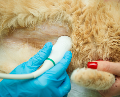 The doctor does an ultrasound examination of the cat's abdomen, an animal on the operating table, a doctor and a patient, a veterinary clinic. Scottish Fold Cat.
