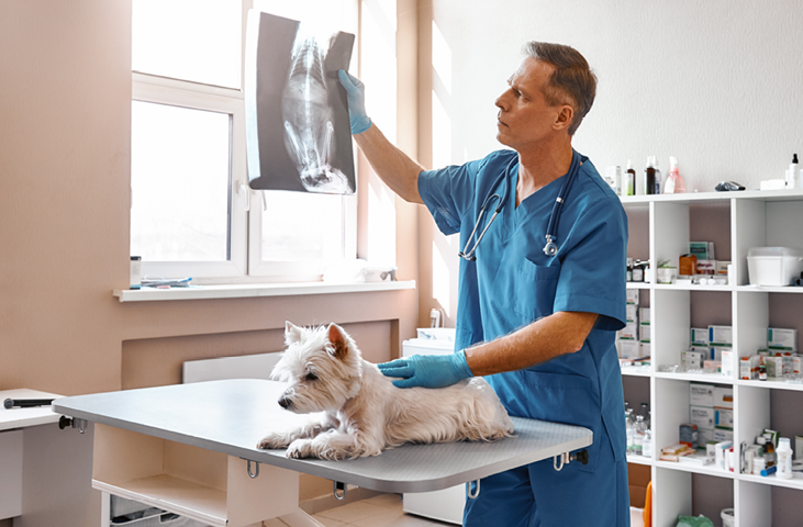 Analyzing the result. Male veterinarian in work uniform is looking at the x-ray with small dog while working in the veterinary clinic. Pet care concept. Medicine concept. Animal hospital