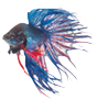 Blue siamese fighting fish, betta splendens isolated on white background