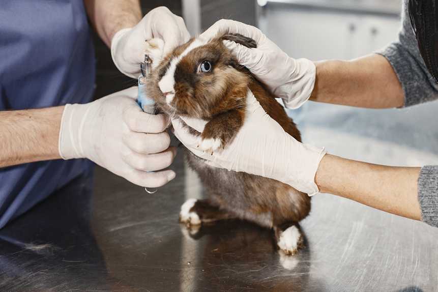 Brown rabbit on couch. Veterinarian trims claws. Doctors in gloves.