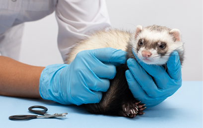 Ferret in vet clinic Scissors for claws for pets such as dogs and cats or ferrets isolated on white