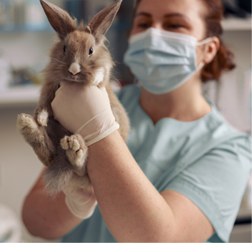 Professional female veterinarian with protective mask and gloves holds funny grey rabbit in hospital office. Medical care of pets