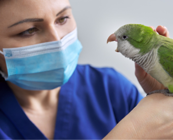 Doctor woman veterinarian examining a green Quaker parrot. Pet bird on examination at the vet clinic