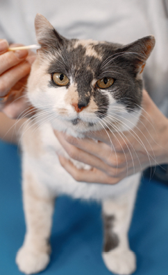 Cat getting procedure at the groomer salon. Young woman in white t-shirt clean ears of a little cat. White and brown cat on a blue table.