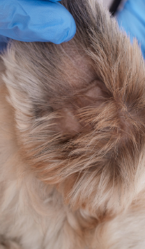 Veterinarian looking ear of Pekingese dog, close up photo of veterinarian checking up puppy's health, ear of domestic animal, treating ear of pet.