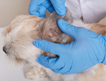 Veterinarian in blue latex gloves checking ear of sick dog in veterinary clinic, faceless vet examining puppy, ill domestic animal being treated.