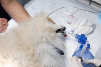An intubated dog is helped to restore breathing with an ambu bag after being anesthetized. Shoeing the dog's pet to the beginning of the operation. The concept of veterinary anesthesiology..