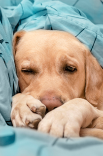  A cute dog sleeps on a blue bed. Comfort concept.