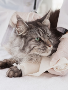 Vet doing bandage at grey cat in medical office 