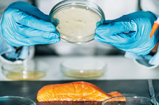 Assessment of Fish Quality. Microbiologist examining a petri dish with agar, searching for the presence of pathogenic bacteria.