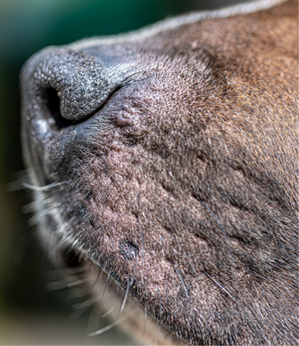 Close up of dog nose, labrador nose in focus.