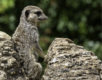 A closeup shot of meerkat with a bokeh background