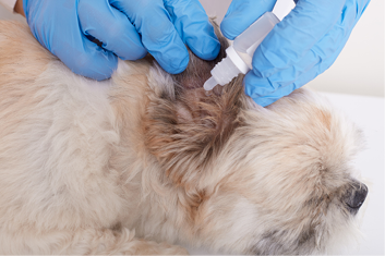 Closeup shot of dog being in vet clinic, veterinarian drips dog drops in ear, sick dog being treated, puppy suffering from otitis, domestic animal examined by vet.