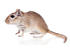 Profile of a funny gergil isolated on a white background