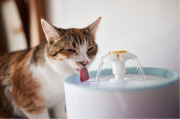 Pet water dispenser with automatic gravity refill