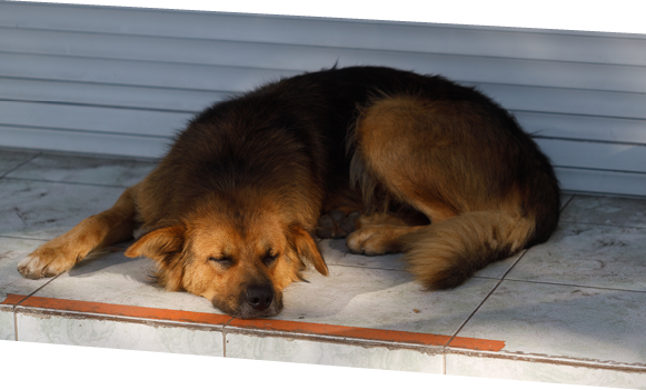 a stray dog on the street of the city. stray animals. High quality photo