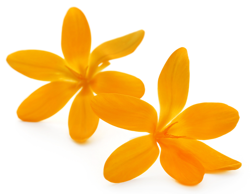 Yellow Crocus over white background