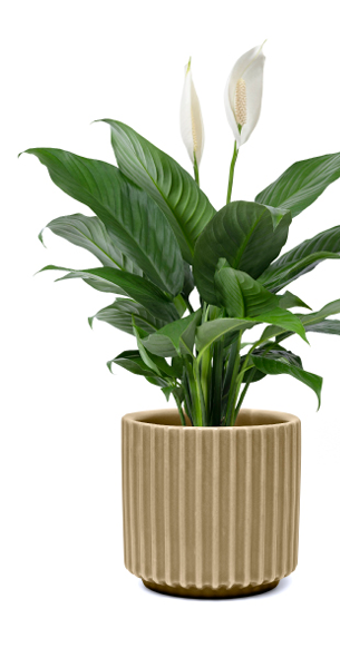 Peace lily plant in a pot