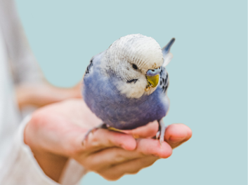 Bright, cute parrot and a young woman holding food on her hand. Close-up, indoors. Studio photo. Day light. Concept of care, education and raising pets
