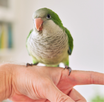 Young green parrot chick quaker on a man's hand at home.