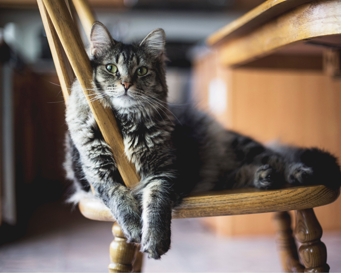 A selective focus closeup shot of a gray furry tabby cat sitting on a wooden chair