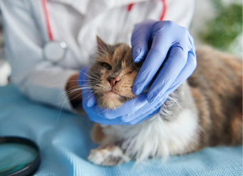 Close up of a very ill cat 