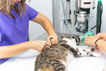 Veterinary clinic, two veterinarians injecting anesthesia to the cat on the operating table