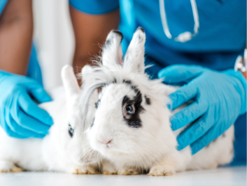 cropped view of veterinarians examining two cute rabbits on table