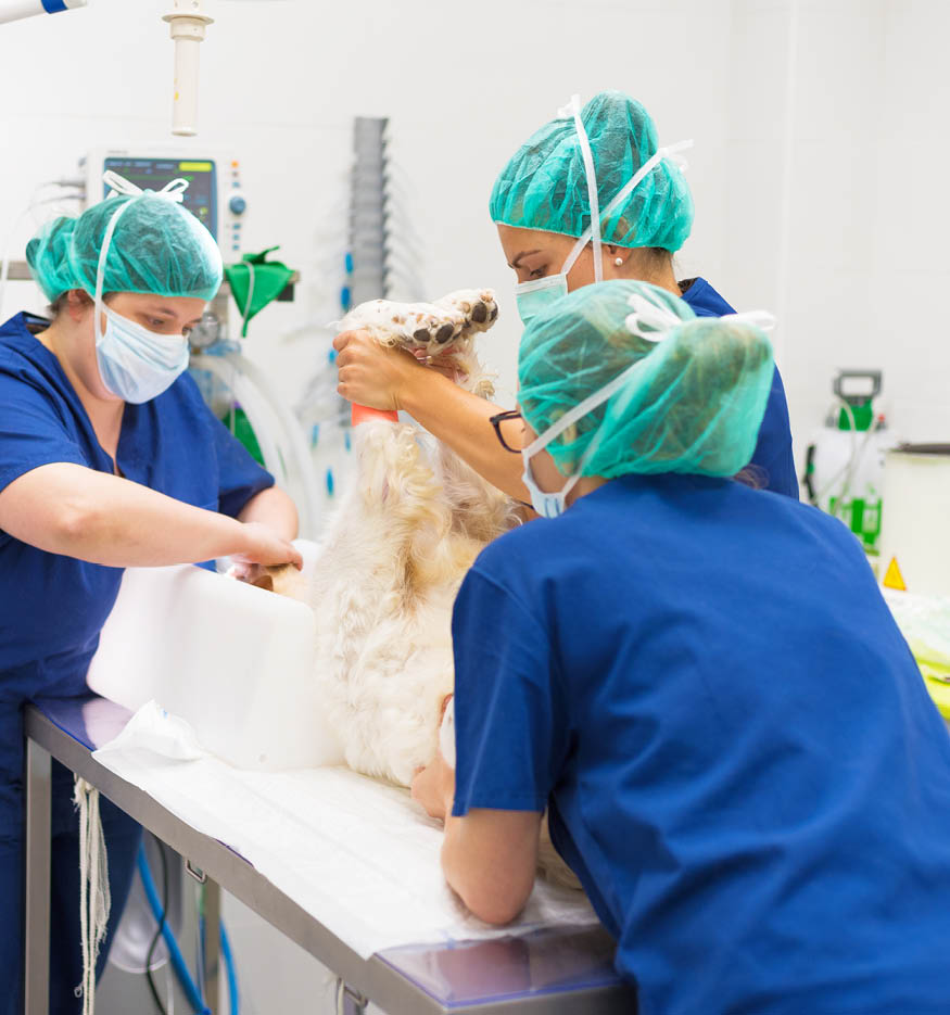 Veterinarian surgeons in operating room