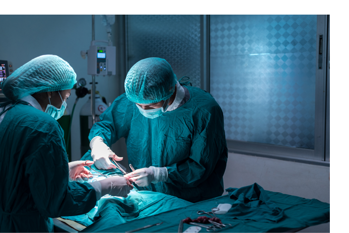 veterinary or doctor have to surgery sterilization on pet in operating room animal hospital, dog in a veterinary surgery 