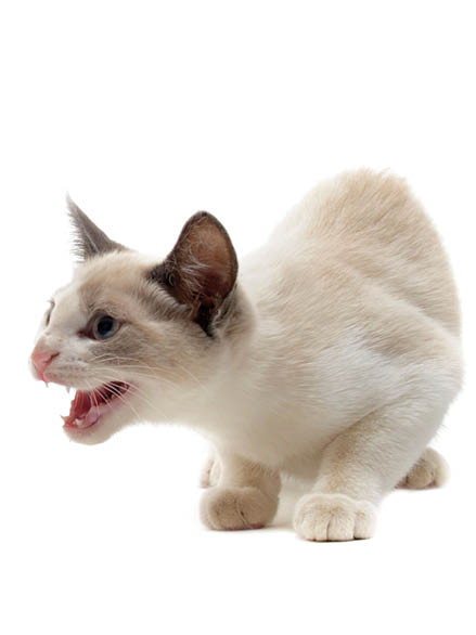 young aggressive siamese cat and puppy chihuahua in front of white background