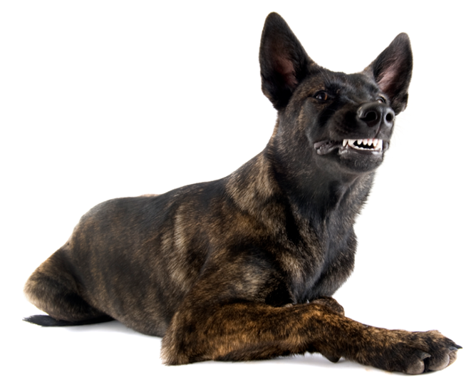 portrait of an aggressive holland shepherd in a studio