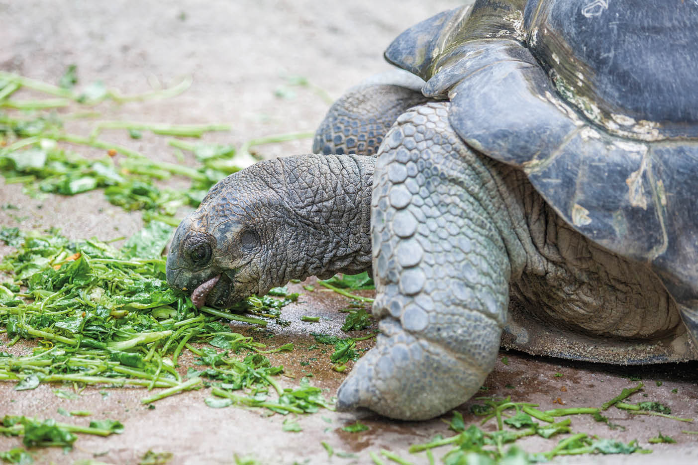 A close up of the face of a galapagos turtle, eating grass