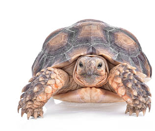 turtle isolated on white background 